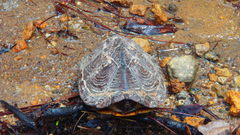 Kinosternon hirtipes murrayi