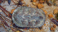 Kinosternon hirtipes murrayi