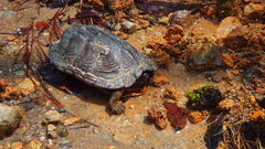 Kinosternon hirtipes murrayi