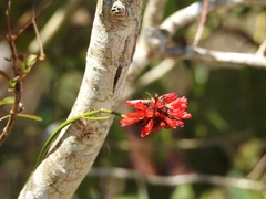 Russelia acuminata