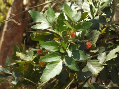 Paullinia fuscescens