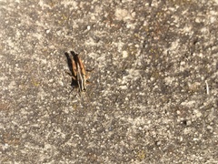 Phaulacridium vittatum