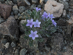 Langloisia setosissima