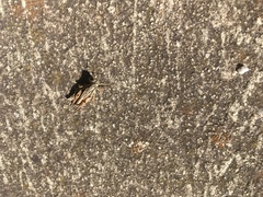 Phaulacridium vittatum