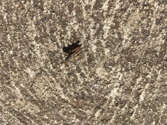 Phaulacridium vittatum