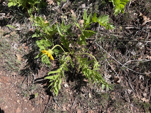 cutleaf balsamroot (Balsamorhiza macrophylla)