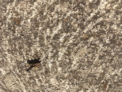 Phaulacridium vittatum