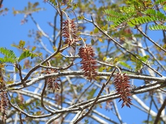 Alvaradoa amorphoides