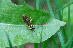 Pamphilius varius