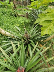 L'ananas (Ananas comosus)