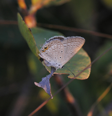 Euchrysops cnejus cnejus