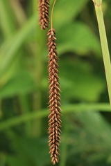 Carex cryptocarpa