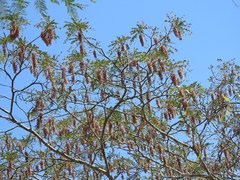 Alvaradoa amorphoides