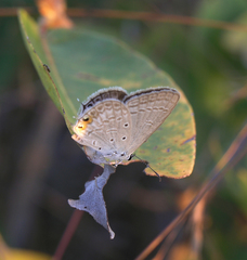 Euchrysops cnejus cnejus