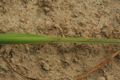Carex cryptocarpa