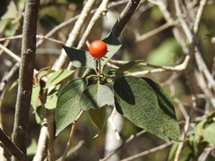 Lycianthes lenta