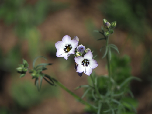 bird's-eye gilia (Gilia tricolor)