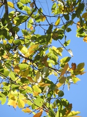 Ulmus ismaelis