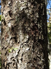 Ulmus ismaelis