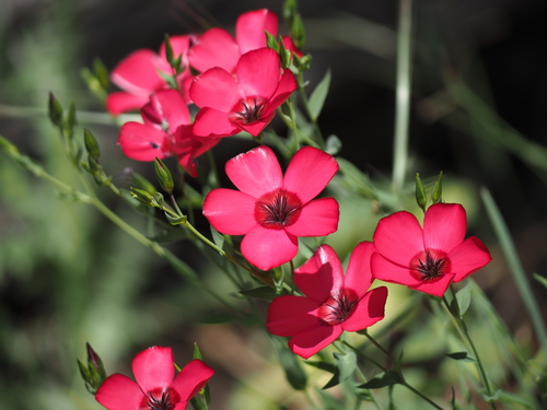 Scarlet Flax (Linum grandiflorum)