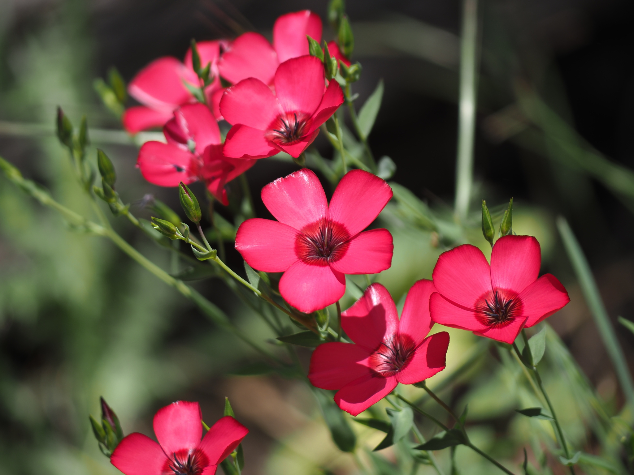 Scarlet Flax (Linum grandiflorum)