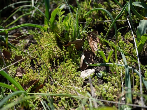 sand pygmyweed (Crassula connata)