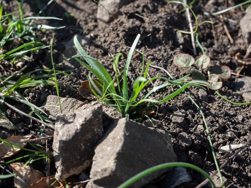 dot-seed plantain (Plantago erecta)
