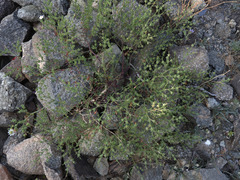 Fagonia laevis