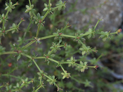 Fagonia laevis