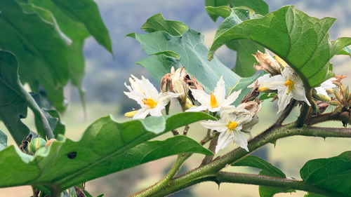giant devil's-fig (Solanum chrysotrichum)