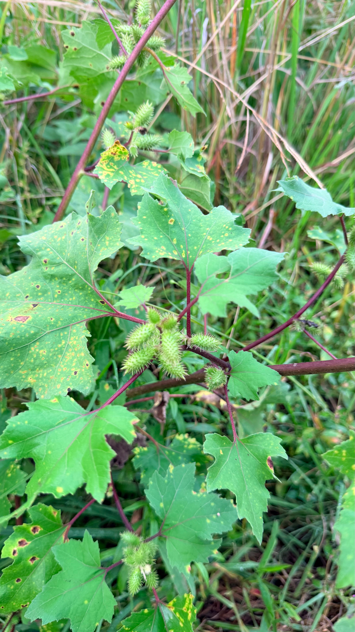 Rough Cocklebur (Xanthium strumarium)