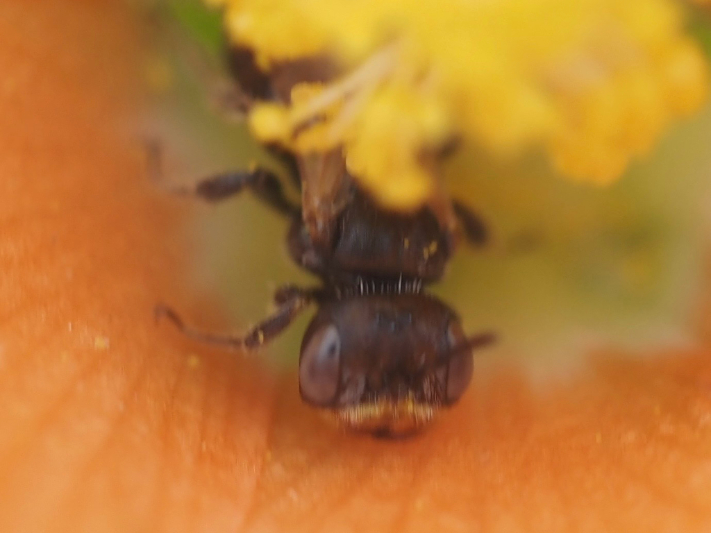 Macrotera arcuata