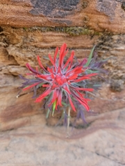 Castilleja scabrida