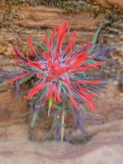 Castilleja scabrida