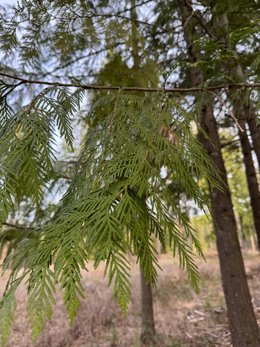 western redcedar (Thuja plicata)