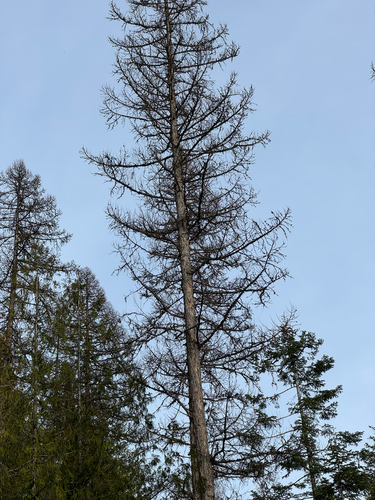 western larch (Larix occidentalis)