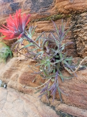 Castilleja scabrida