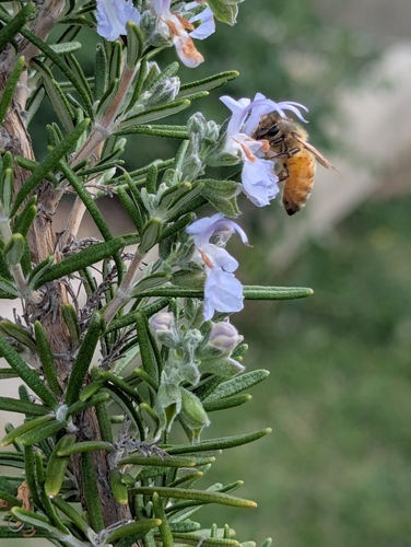 Western Honey Bee