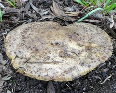 Phylloporus clelandii