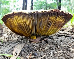 Phylloporus clelandii
