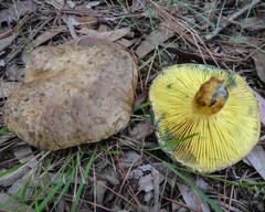 Phylloporus clelandii