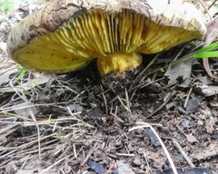 Phylloporus clelandii