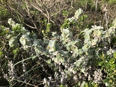 Helichrysum petiolare