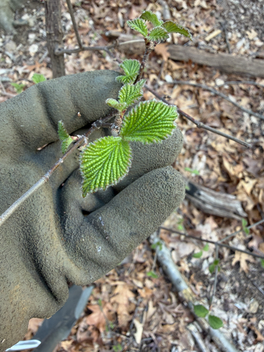 Linden Arrowwood (Viburnum dilatatum)