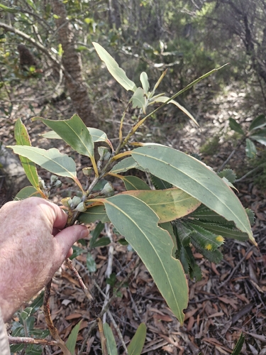 Yellow-topped Mallee Ash (Eucalyptus luehmanniana)