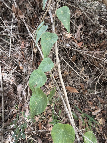 Tapevine (Stephania japonica)