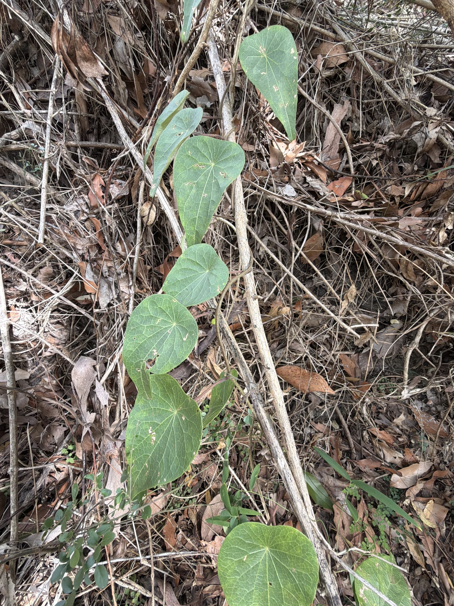 Tapevine (Stephania japonica)