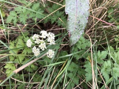 Ligusticum apiifolium