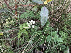 Ligusticum apiifolium