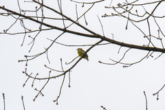 Chloris chloris